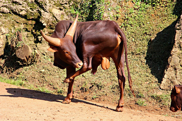 Parque de la Naturaleza de Cabárceno