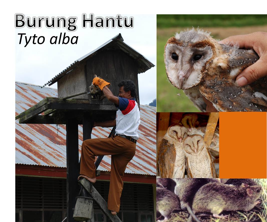 SaungURIP Pengelolaan Burung Hantu