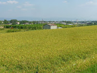 大原野の里には黄金色の稲穂が実るころで、刈り取りも行っていた。