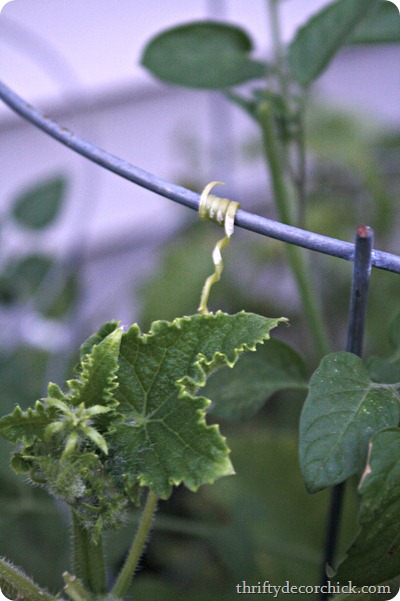 cucumber vine