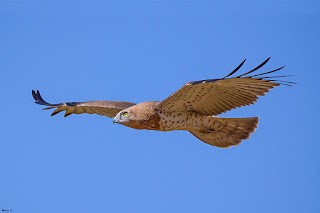 culebrera-europea-circaetus-gallicus-