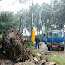 Tim Pruning Penghijauan BP Batam Singkirkan Pohon yang Tumbang Melintang di Jalan