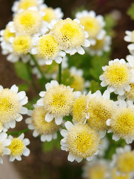 Flora Maniera マトリカリア 夏白菊