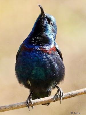 Purple Sunbird - resident