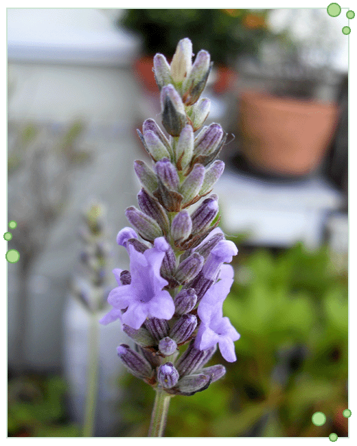 lavendelblomst