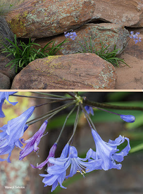 Agapanthus coddii care and culture