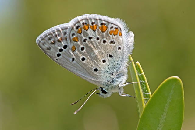 Polyommatus icarus the Common Blue butterfly