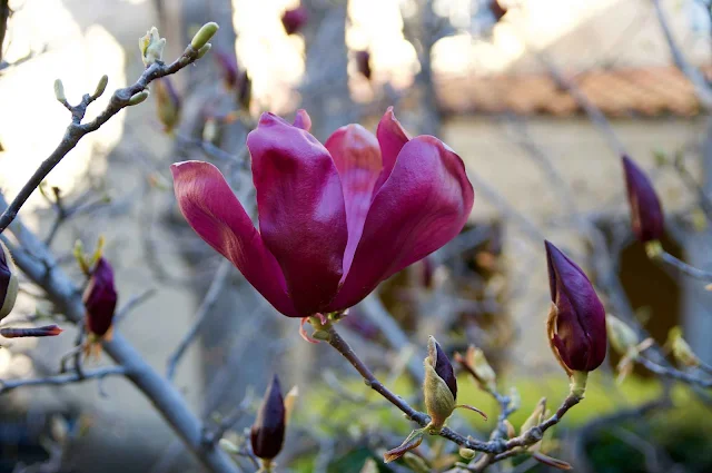 Dicas e cuidados sobre a Magnolia Roxa