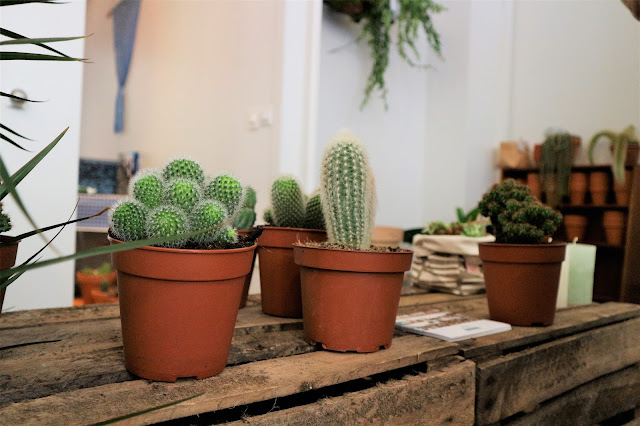 Cactus / Green addict / Blog Atelier rue verte /