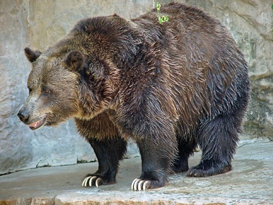 Grizzly Bear