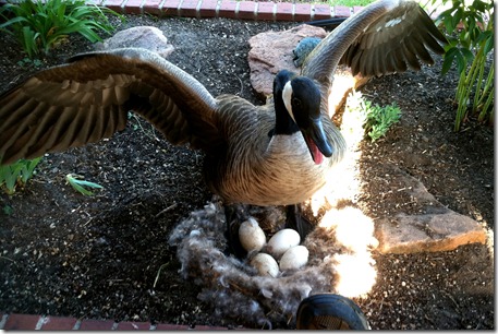 goose egga