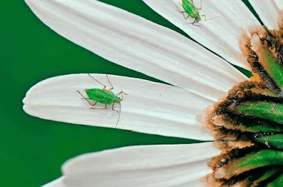 Aphid sucking flowers