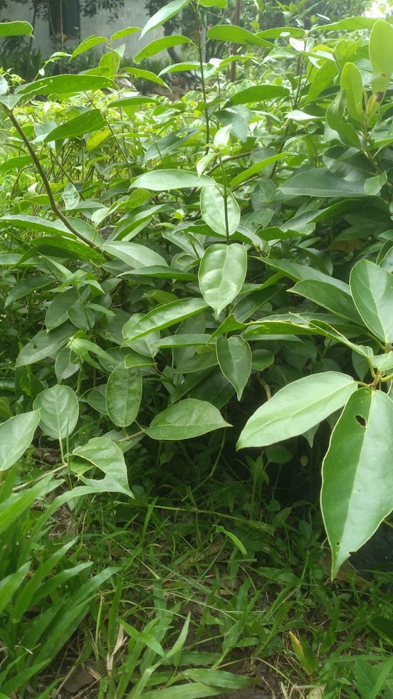 bibit tanaman cincau perdu cepat tumbuh banten Kalimantan Timur