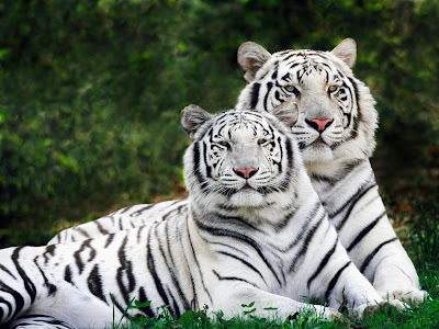 White Tiger Wallpapers   2013 Wallpapers