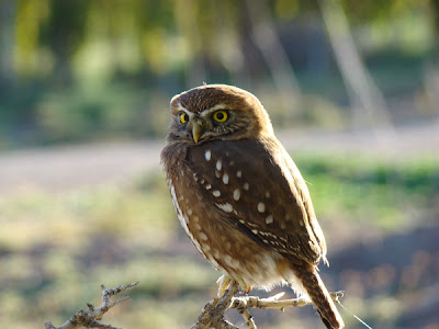 Austral pygmy Owl
