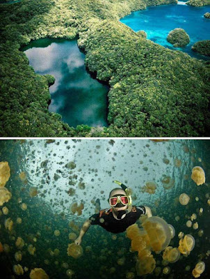 Jellyfish Lake