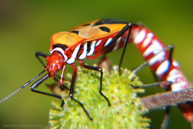 shield bug mating image