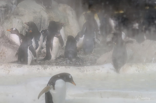 penguins 企鵝