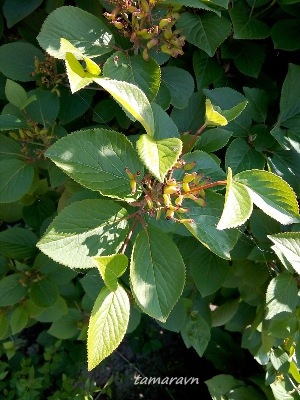 Калина буреинская (Viburnum burejaeticum)