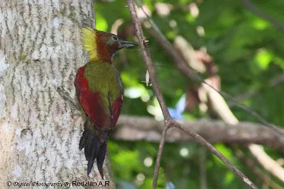 Crimson-winged Woodpecker (Picus puniceus)