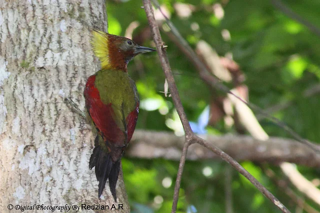 Crimson-winged Woodpecker (Picus puniceus)