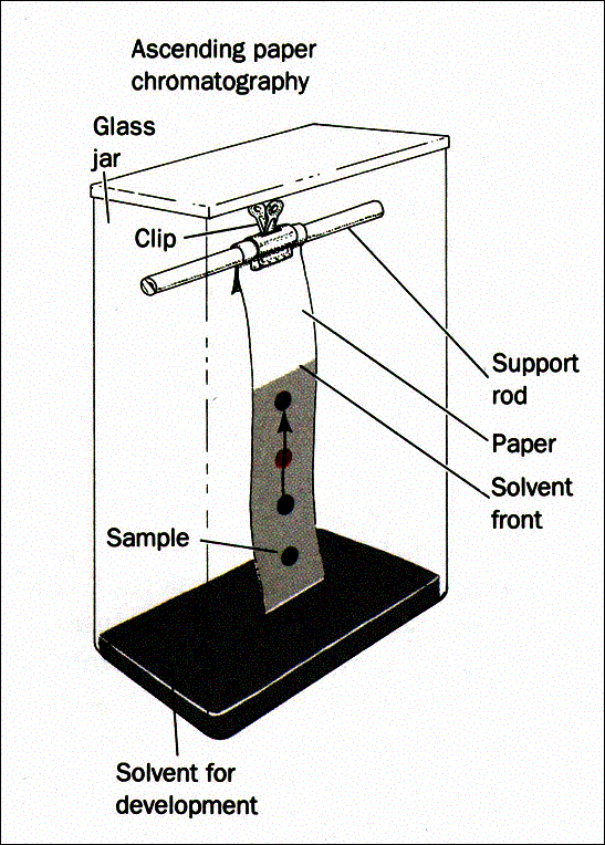 for paper markers alcohol Paper Lab Paper Janik Ms. chomatography Chromatography:  Stephanie