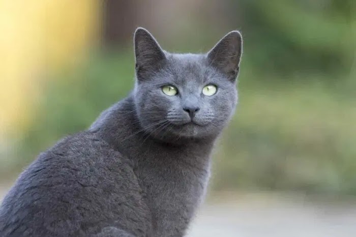 The Russian blue cat is a beautiful cat with a Russian heart.