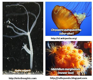 PEMBAGIAN JENIS HEWAN VERTEBRATA DAN AVERTEBRATA  Mix 