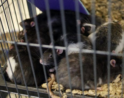  Culinary School  Angeles on About A Thousand Rats Are In Anticipation Of Adoption In California