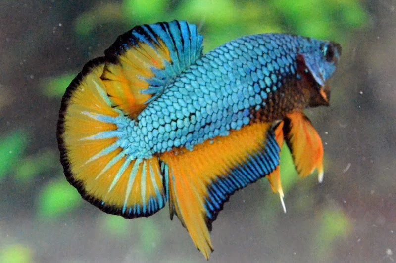 25+ Ikan Cupang Dragon