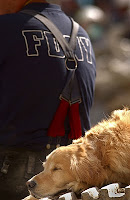 (Sept. 15, 2001) -- A tired search dog finds time to rest as rescue efforts at the World Trade Center in New York City continue just a few feet away