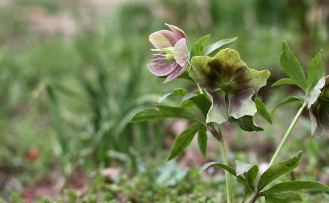 Lenten Rose Flowers