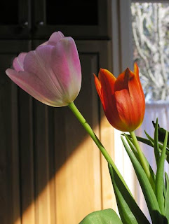 tulips