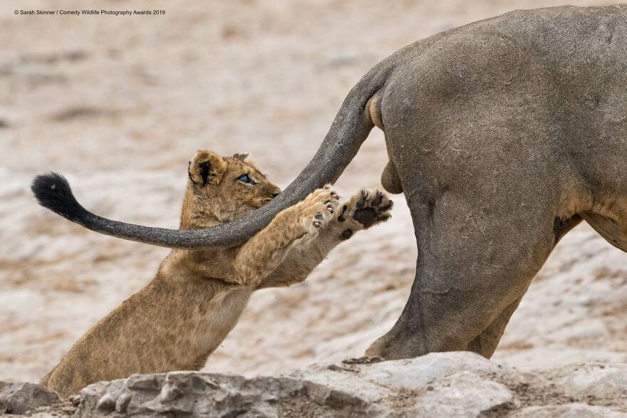 Hilariously Adorable Entries From The 2019 Comedy Wildlife Photography Awards