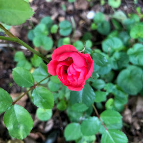 garden rose