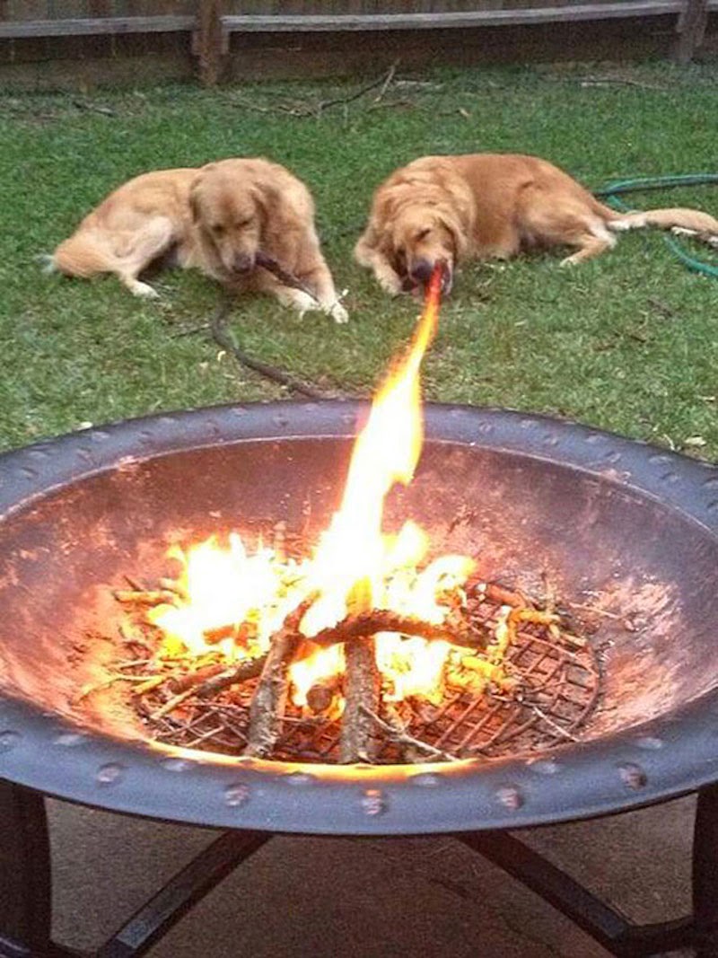 30 Pictures Taken At The Right Moment - The only golden retriever ever raised by dragons…