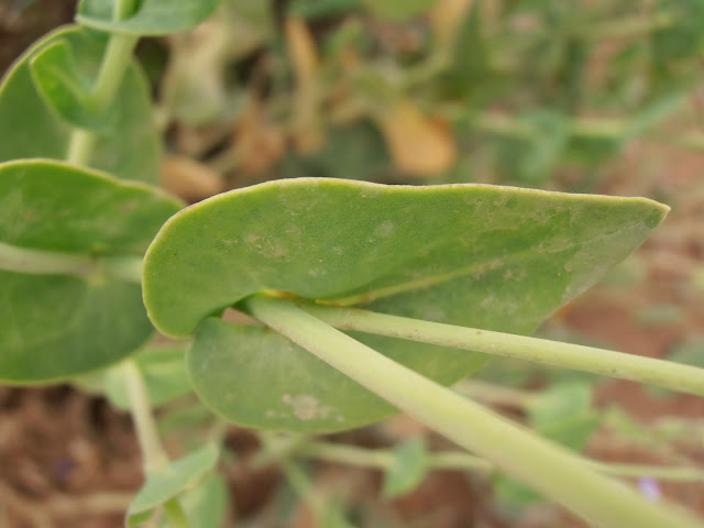 Hoja amplexicaule de COLLEJÓN:  Moricandia moricandioides