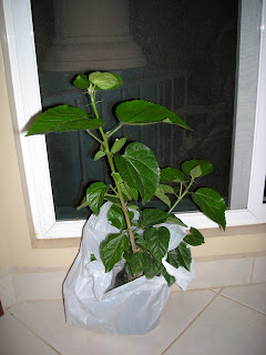 orange hibiscus