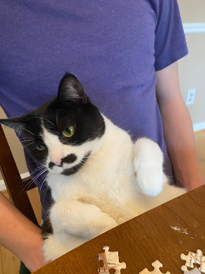 Photo of a black and white cat being held in a lap next to a table with some pieces on it. You can't see the person's face.