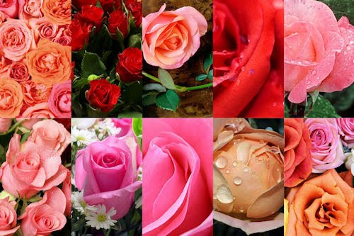 Wallpapers de rosas para iPhone y iPod Touch (10 imágenes)