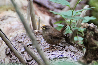 Tomke - Winterkoning - Troglodytus troglodytus