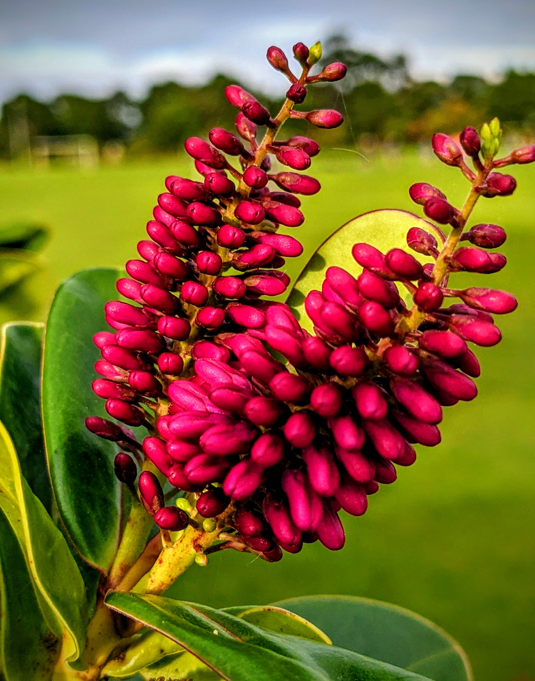 Close-up of a purple / pink New Zealand hebe flower