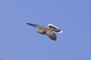 tortola-europea-streptopelia-turtur-en-vuelo-