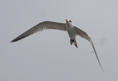 Royal Tern (Thalasseus maximus)