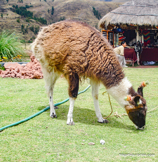 Lhama em Sicuani no Peru