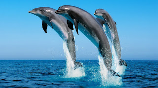 hermosos delfines en el agua