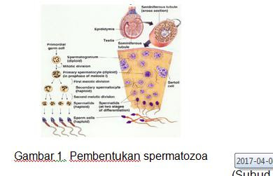 Pembentukan spermatozoa