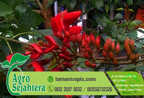 Taman Dadap Merah Taman Dadap Merah