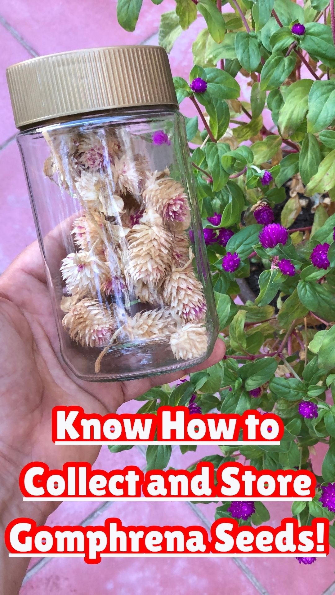 One of the most fulfilling aspects of gardening is the ability to collect seeds from your favorite plants, ensuring that you can enjoy their beauty year after year. Today, we’re focusing on Gomphrena, commonly known as Globe Amaranth—a vibrant annual plant that thrives in a variety of colors. Let’s explore how to collect and store Gomphrena seeds for future planting!