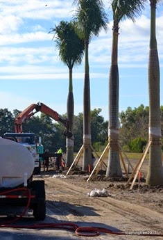 Setting trees in place